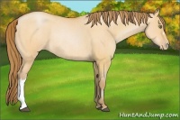 Horse Color:Bay Pearl Dun Rabicano Brindle  and Bay Pearl Dun Rabicano Brindle 