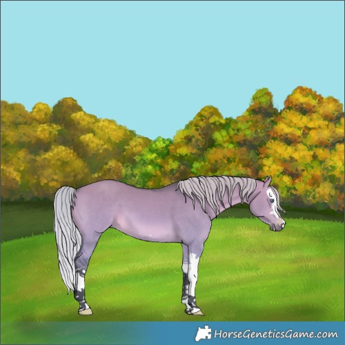 Horse Color:Silver Bay Chinchilla Dun Splash 