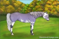 Horse Color:Silver Bay Chinchilla Dun Splash