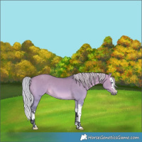 Horse Color:Silver Bay Chinchilla Dun Splash 
