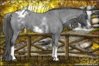 Horse Color:White Spotted Blue Roan Splash Frame Varnish 