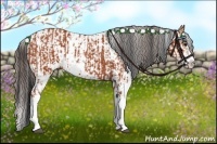 Horse Color:Bay Sabino  and Bay Sabino Blanket 