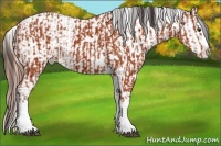 Horse Color:White Spotted Bay Sabino Splash Appaloosa  and White Spotted Bay Sabino Splash Appaloosa 