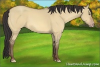 Horse Color:Amber Champagne Dun 