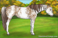 Horse Color:Gray White Spotted Red Dun Rabicano and Gray White Spotted Red Dun Rabicano