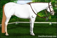 Horse Color:Chocolate Amber Champagne Pearl Near Fewspot 