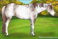 Horse Color:White Spotted Chestnut Sabino 