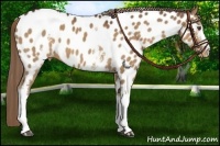 Horse Color:White Spotted Liver Chestnut Near Leopard 
