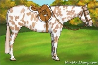 Horse Color:Gold Champagne Appaloosa  and Gold Champagne Frame Appaloosa 