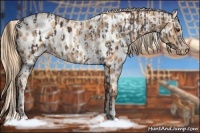 Horse Color:Liver Chestnut Appaloosa  and Gold Champagne Appaloosa 