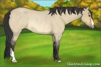 Horse Color:Buckskin Roan Dun Rabicano