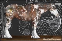 Horse Color:Bay Sabino  and Brown Sabino 