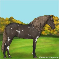 Horse Color:White Spotted Liver Chestnut 