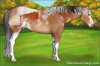 Horse Color:White Spotted Bay Sabino  and White Spotted Bay Sabino 