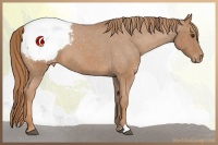 Horse Color:Red Roan Appaloosa 
