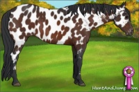 Horse Color:Brown Appaloosa