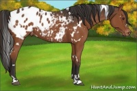 Horse Color:White Spotted Liver Chestnut Appaloosa