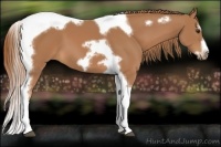 Horse Color:Chestnut Splash Tobiano Frame