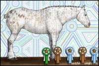 Horse Color:Buckskin Roan Sabino Appaloosa  and Silver Brown Sabino Tobiano Appaloosa 