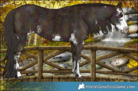 Horse Color:Midnight Buckskin Ice Sabino and Midnight Bay Ice Sabino