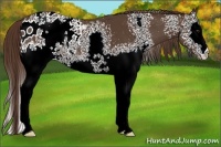 Horse Color:White Spotted Liver Chestnut Appaloosa Rabicano 