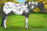 Horse Color:Black Tobiano Near Leopard Rabicano 