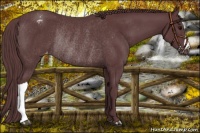 Horse Color:Chocolate Black Varnish Rabicano