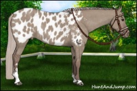 Horse Color:Chocolate Silver Grullo Sabino Appaloosa Rabicano