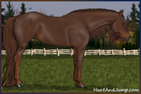 Horse Color:Gray Chestnut 