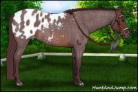 Horse Color:Chocolate Brown Roan Appaloosa