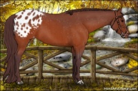Horse Color:Chocolate Brown Roan Appaloosa 