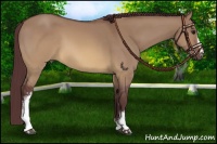Horse Color:White Spotted Chocolate Buckskin Dun