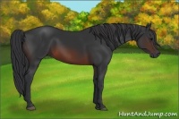 Horse Color:Brown 