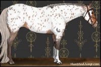Horse Color:Silver Bay Roan Near Leopard 