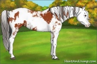 Horse Color:Bay Sabino  and Bay Sabino 