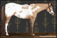 Horse Color:Amber Champagne Roan Frame Appaloosa 
