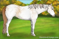 Horse Color:White Spotted Red Dun Rabicano and White Spotted Red Dun Rabicano