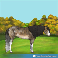 Horse Color:White Spotted Brown Sabino  and White Spotted Buckskin Dun Sabino 