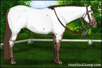 Horse Color:Liver Chestnut Near Fewspot Rabicano 