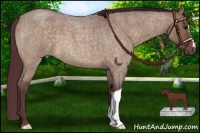 Horse Color:Chocolate Brown Roan Dun 