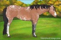 Horse Color:Bay Ice 