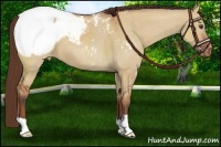 Horse Color:Bay Dun Snowcap