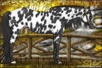 Horse Color:Black Appaloosa