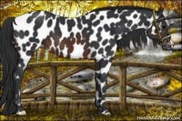 Horse Color:Brown Near Leopard 
