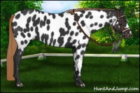 Horse Color:Liver Chestnut Appaloosa 