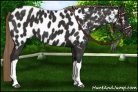 Horse Color:Liver Chestnut Appaloosa
