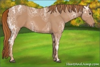 Horse Color:Chestnut Ice