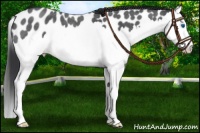 Horse Color:Blue Roan Splash Appaloosa 
