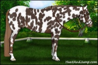 Horse Color:Liver Chestnut Appaloosa 