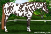 Horse Color:Liver Chestnut Near Leopard 